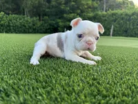 Sawyer, a male French Bulldog for sale in West Palm Beach, FL – 1 of 2