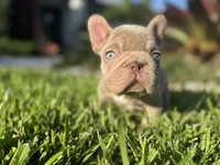 Sully , a male French Bulldog for sale in West Palm Beach, FL – 3 of 3
