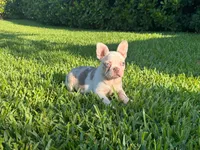 Izzy, a female French Bulldog for sale in West Palm Beach, FL – 1 of 3