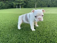 Sawyer, a male French Bulldog for sale in West Palm Beach, FL – 2 of 2