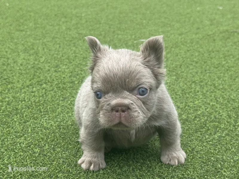 Pablo  – French Bulldog puppy for sale in West Palm Beach, FL