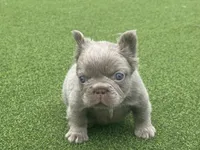 Pablo , a male French Bulldog for sale in West Palm Beach, FL – 1 of 4
