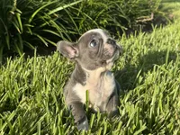 Sindy, a female French Bulldog for sale in West Palm Beach, FL – 2 of 2
