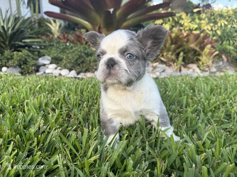Chica – French Bulldog puppy for sale in West Palm Beach, FL