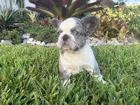 Chica, a female French Bulldog for sale in West Palm Beach, FL – 1 of 2