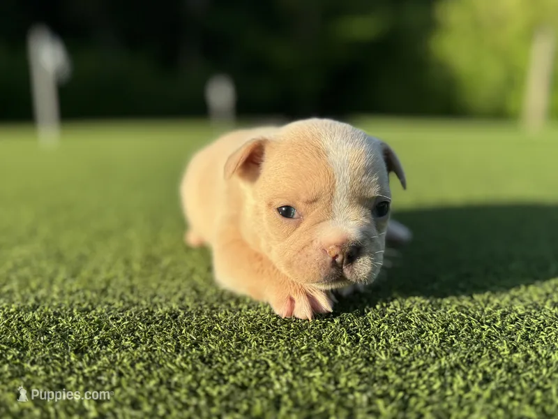 Gracie, a female French Bulldog for sale in West Palm Beach, FL – 1 of 4