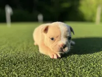 Gracie, a female French Bulldog for sale in West Palm Beach, FL – 1 of 4