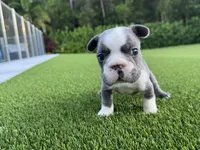Saul, a male French Bulldog for sale in West Palm Beach, FL – 3 of 3