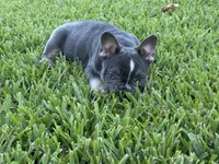 jewel, a female French Bulldog for sale in West Palm Beach, FL – 3 of 4