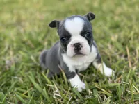 Sadie, a male French Bulldog for sale in West Palm Beach, FL – 5 of 5