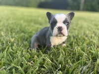 Sadie, a male French Bulldog for sale in West Palm Beach, FL – 3 of 5