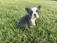 Sadie, a male French Bulldog for sale in West Palm Beach, FL – 2 of 5
