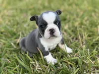 Sadie, a male French Bulldog for sale in West Palm Beach, FL – 4 of 5