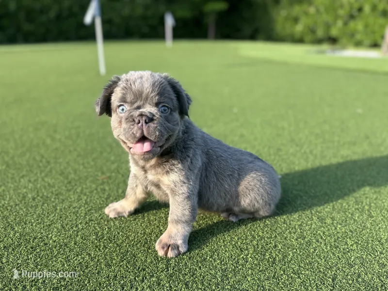 Fred – French Bulldog puppy for sale in West Palm Beach, FL