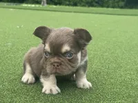 Fuego, a male French Bulldog for sale in West Palm Beach, FL – 2 of 3