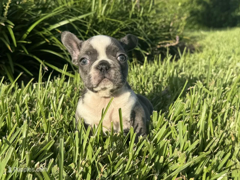 Sindy – French Bulldog puppy for sale in West Palm Beach, FL