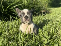 Sindy, a female French Bulldog for sale in West Palm Beach, FL – 1 of 2