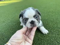Sammy, a male French Bulldog for sale in West Palm Beach, FL – 2 of 3