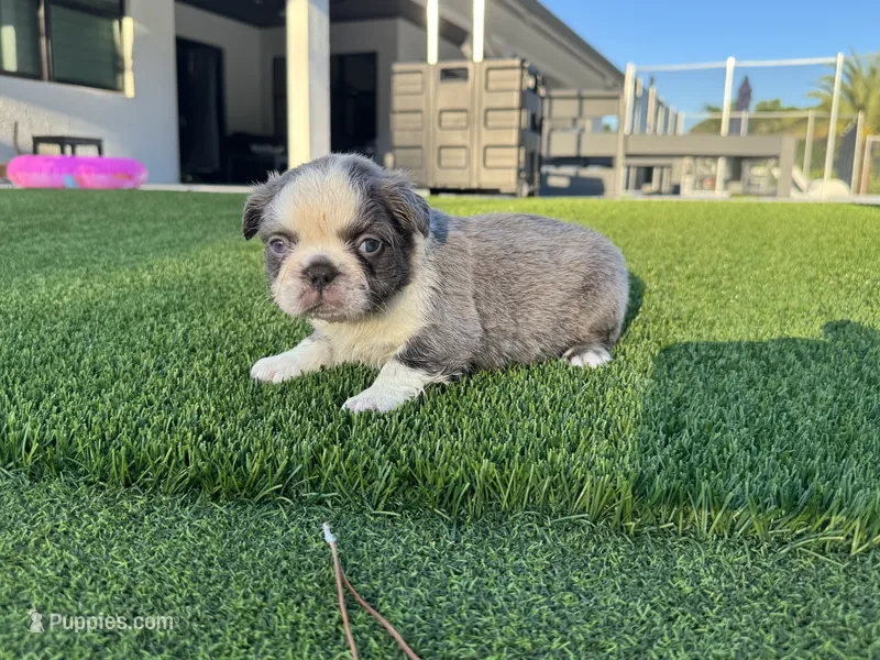 Sammy – French Bulldog puppy for sale in West Palm Beach, FL