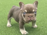 Chico, a male French Bulldog for sale in West Palm Beach, FL – 5 of 5