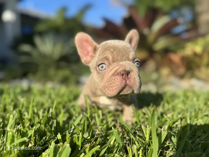 Sully  – French Bulldog puppy for sale in West Palm Beach, FL