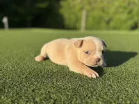 Gracie, a female French Bulldog for sale in West Palm Beach, FL – 3 of 4