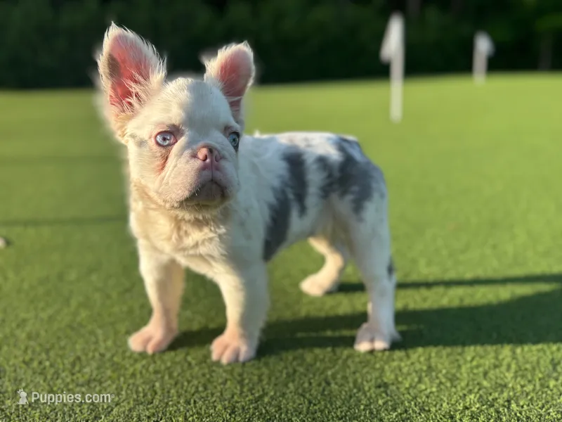Kona – French Bulldog puppy for sale in West Palm Beach, FL