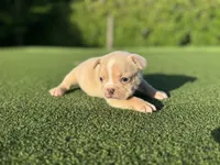 Gracie, a female French Bulldog for sale in West Palm Beach, FL – 2 of 4