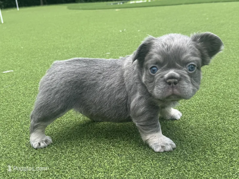 Diego  – French Bulldog puppy for sale in West Palm Beach, FL
