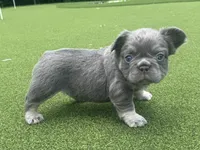 Diego , a male French Bulldog for sale in West Palm Beach, FL – 1 of 3