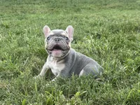 Jenni, a female French Bulldog for sale in West Palm Beach, FL – 2 of 3