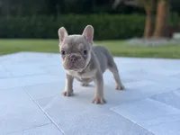 Duke, a male French Bulldog for sale in West Palm Beach, FL – 4 of 4