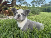 Chica, a female French Bulldog for sale in West Palm Beach, FL – 2 of 2