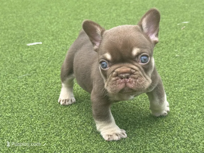 Chico – French Bulldog puppy for sale in West Palm Beach, FL
