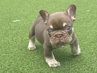 Chico, a male French Bulldog for sale in West Palm Beach, FL – 1 of 5
