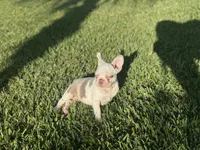 Izzy, a female French Bulldog for sale in West Palm Beach, FL – 3 of 3