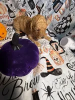 London , a female Poodle - Standard  for sale in Spring, TX – 5 of 6