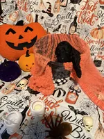 Judah, a male Poodle - Standard  for sale in Spring, TX – 8 of 8