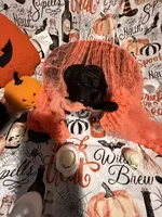 Judah, a male Poodle - Standard  for sale in Spring, TX – 7 of 8