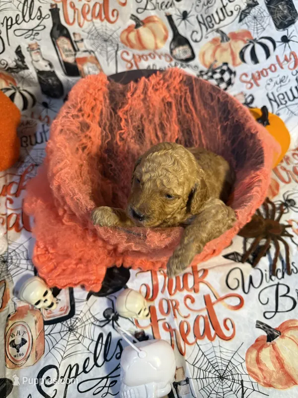 London  – Poodle - Standard  puppy for sale in Spring, TX