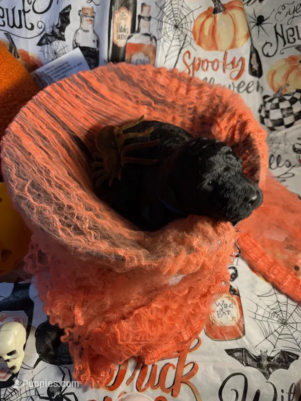 Judah – Poodle - Standard  puppy for sale in Spring, TX