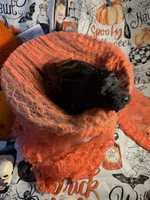 Judah, a male Poodle - Standard  for sale in Spring, TX – 1 of 8