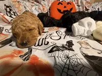 London , a female Poodle - Standard  for sale in Spring, TX – 2 of 6