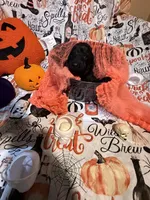 Judah, a male Poodle - Standard  for sale in Spring, TX – 4 of 8
