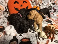 London , a female Poodle - Standard  for sale in Spring, TX – 6 of 6