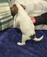 Peanut , a male Cavalier King Charles Spaniel for sale in Arroyo Grande, CA – 2 of 4