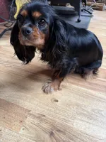 Brownie , a male Cavalier King Charles Spaniel for sale in Arroyo Grande, CA – 2 of 6