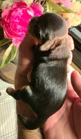 Nutella, a female Cavalier King Charles Spaniel for sale in Arroyo Grande, CA – 2 of 2