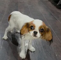 Peanut , a male Cavalier King Charles Spaniel for sale in Arroyo Grande, CA – 4 of 5