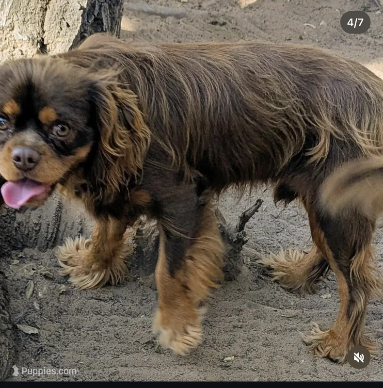 Billy – Cavalier King Charles Spaniel puppy for sale in Arroyo Grande, CA